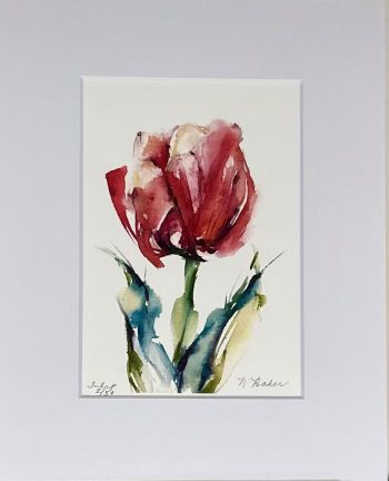 Watercolor red tulip