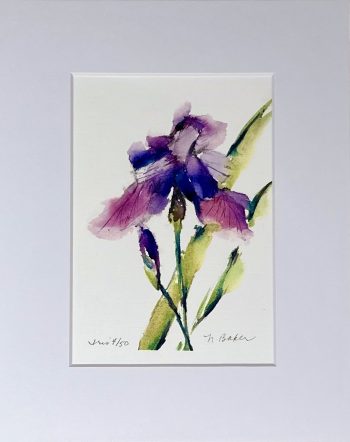 Watercolor Iris