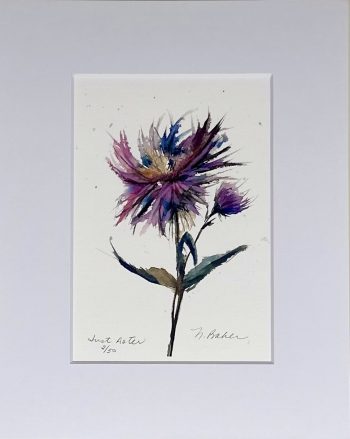 watercolor aster