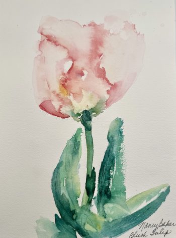 watercolor blush tulip