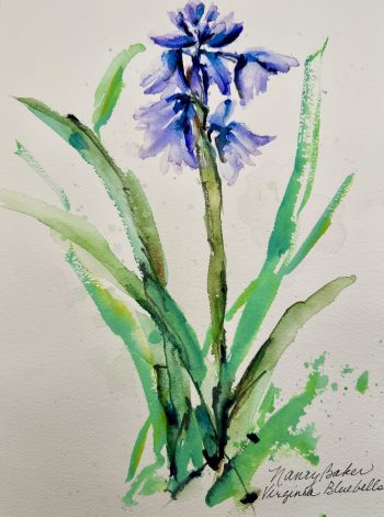 watercolor Virginia Bluebells