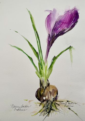 watercolor crocus