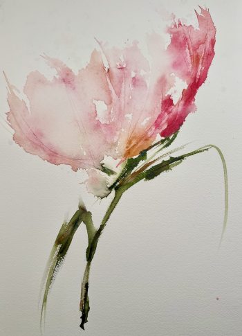 watercolor blush poppy