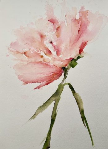 watercolor blush poppy